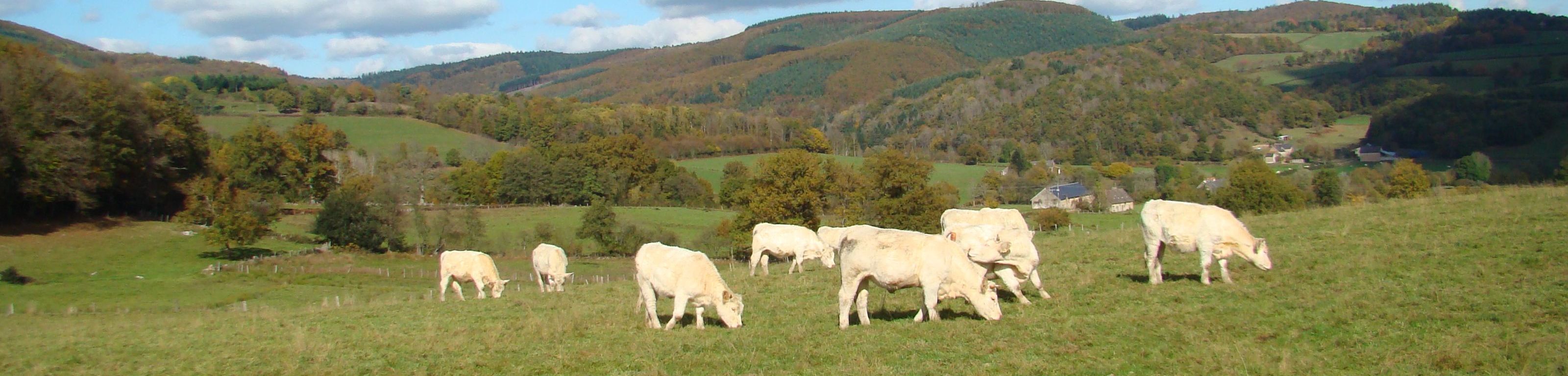 Burgundy cows