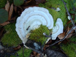 fungi fungi