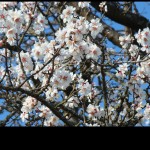 mersault101 Definitely cherry blossom time.