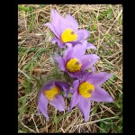 mersault14 Wildflowers: anyone know what they are?