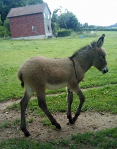 donkey donkey