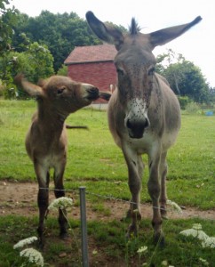 donkey2 baby donkey