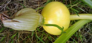 pum1 young pumpkin