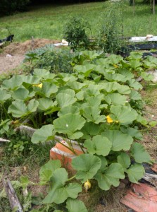 pum2 pumpkin vine