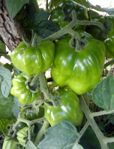 tom1 green tomatoes