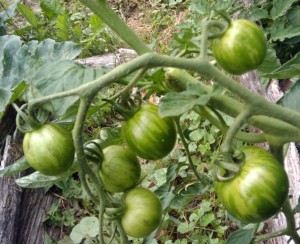 tom2 green tomatoes