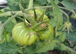 tom3 green tomatoes